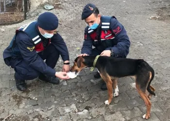 Av tüfeğiyle vurulan köpeğe jandarma sahip çıktı