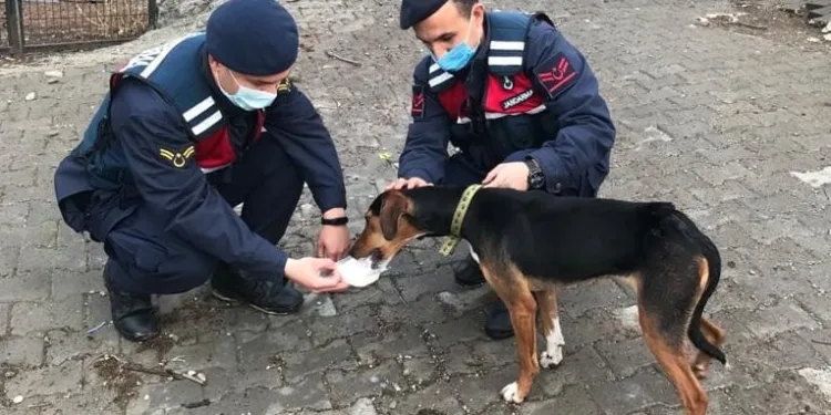 Av tüfeğiyle vurulan köpeğe jandarma sahip çıktı