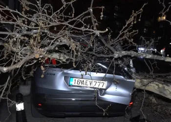 Bursa’da yarım asırlık çınar lodosa dayanamadı