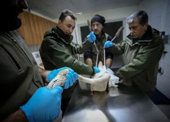 Burs’da 314 yaban hayvanı tedavi edildi