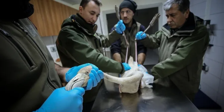 Burs’da 314 yaban hayvanı tedavi edildi