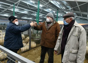 Güney Marmara’nın en büyük canlı hayvan pazarında yüzler gülüyor