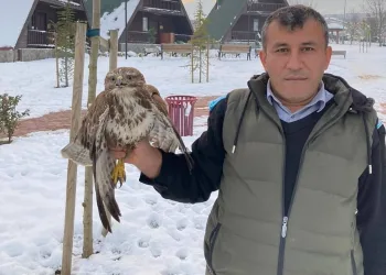 Yaralı şahine belediye sahip çıktı