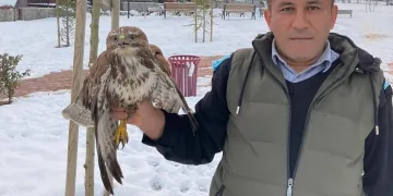 Yaralı şahine belediye sahip çıktı