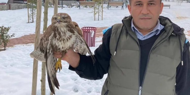 Yaralı şahine belediye sahip çıktı