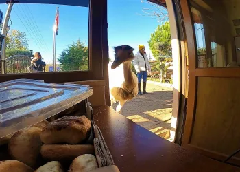 Sayısı her gün eksiliyordu! Hırsız bulundu