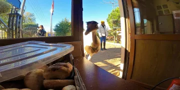 Sayısı her gün eksiliyordu! Hırsız bulundu