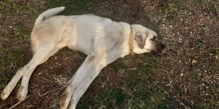 Bursa’da çarpıp kaçtı, düşen plakayı hesaba katmadı
