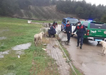 Bursa’da aç kalan hayvanları jandarma besledi