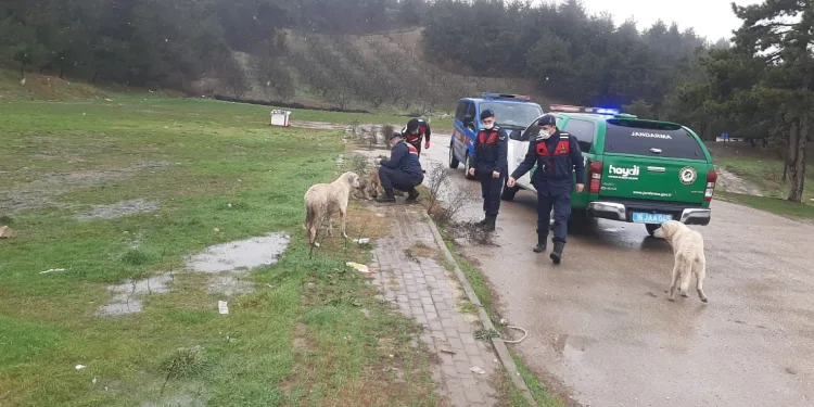 Bursa’da aç kalan hayvanları jandarma besledi