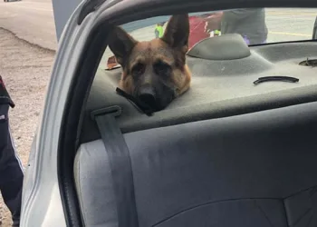 Bagajda taşınan köpeğin kafası hoparlör boşluğuna sıkıştı