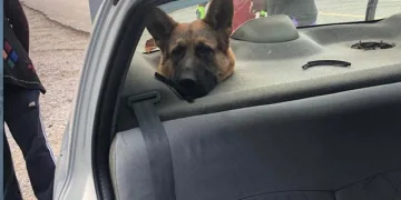 Bagajda taşınan köpeğin kafası hoparlör boşluğuna sıkıştı