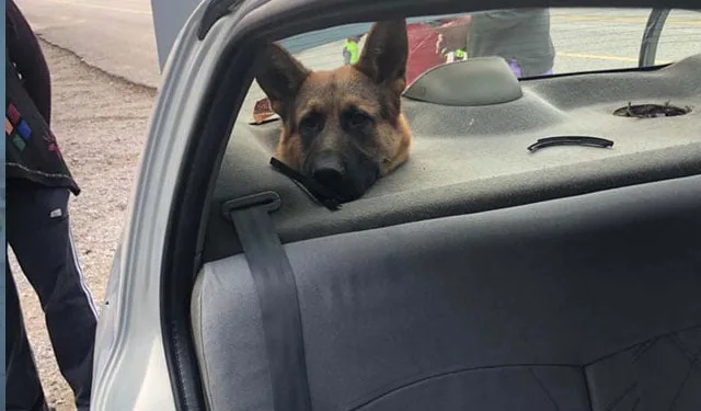 Bagajda taşınan köpeğin kafası hoparlör boşluğuna sıkıştı