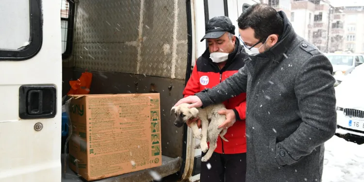 Mustafakemalpaşa’da can dostları için seferberlik