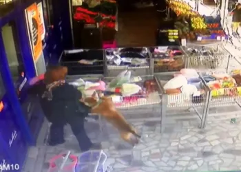 Pitbull dehşeti! 2,5 yaşındaki kıza saldırdı