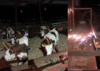 Bursa’da yeni yıla inekleriyle girdi