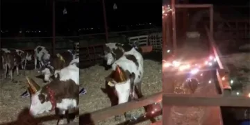Bursa’da yeni yıla inekleriyle girdi