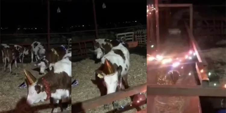 Bursa’da yeni yıla inekleriyle girdi