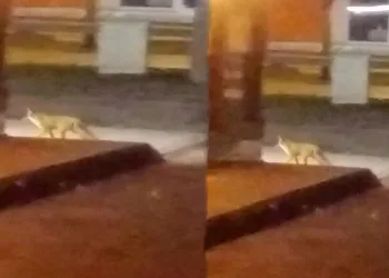 Bursa’da aç kalan tilki mahalleye indi