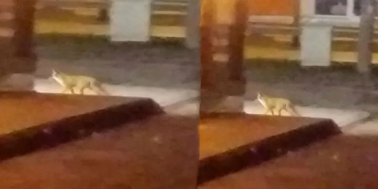 Bursa’da aç kalan tilki mahalleye indi