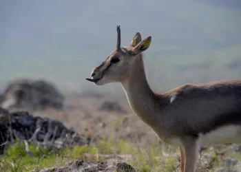 Dünyada popülasyonu 3 bine düştü; Hatay’da sayıları her geçen yıl artıyor