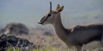 Dünyada popülasyonu 3 bine düştü; Hatay’da sayıları her geçen yıl artıyor