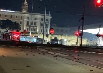 Yüzlerce kuş havai fişekten öldü