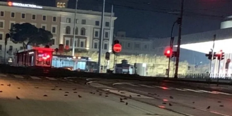 Yüzlerce kuş havai fişekten öldü