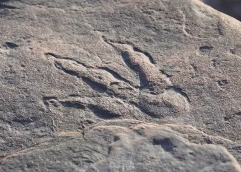 4 yaşında 220 milyon yıllık dinozor ayak izini ortaya çıkardı