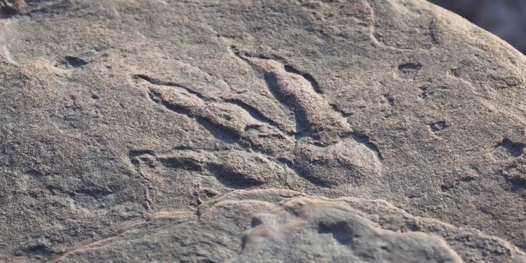 4 yaşında 220 milyon yıllık dinozor ayak izini ortaya çıkardı