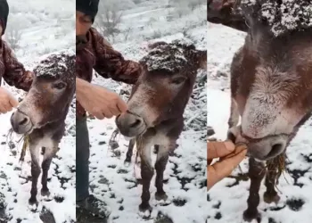 Ağzını bağlayıp ölüme terk ettiler
