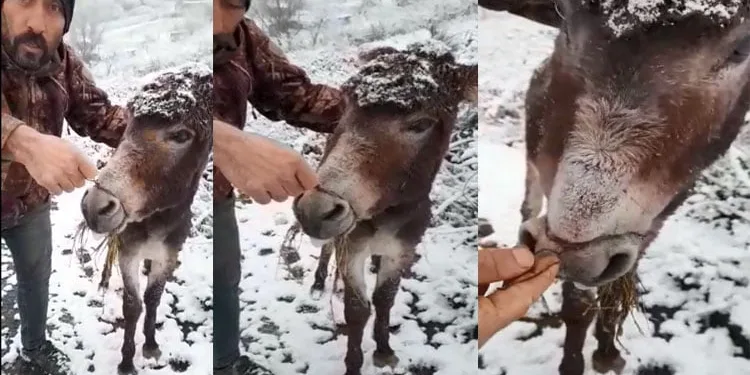 Ağzını bağlayıp ölüme terk ettiler