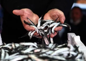 Hamside av yasağı bir kez daha uzatıldı
