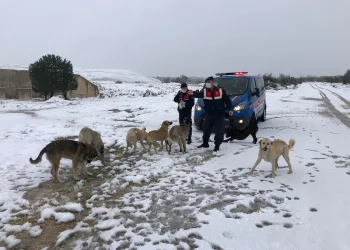 Bursa’da jandarma sokak hayvanları için seferber oldu