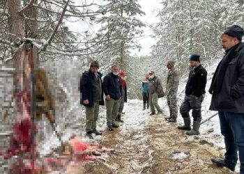 Hamile karacanın derisini yüzerken yakalandılar