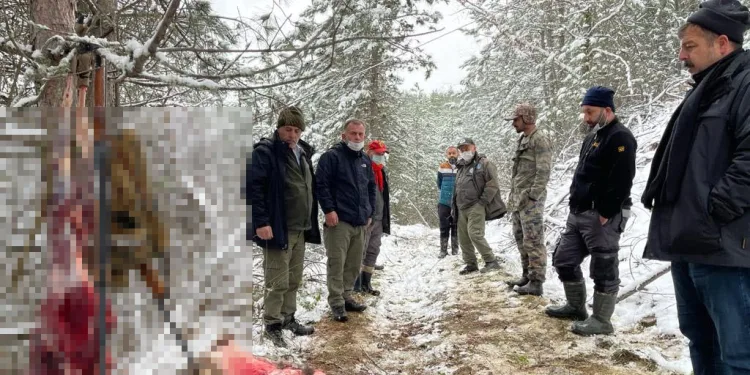 Hamile karacanın derisini yüzerken yakalandılar