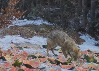 Uludağ’da yaban hayatına 2,5 ton karpuz