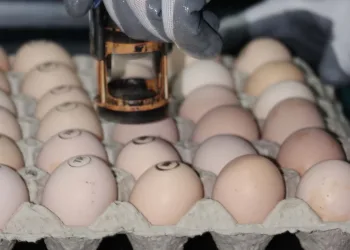 Gezen tavuk yumurtası uyarısı: Üretimi ülkemizde mümkün değil