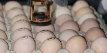 Gezen tavuk yumurtası uyarısı: Üretimi ülkemizde mümkün değil
