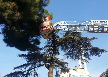 Bursa’da itfaiye kaçan muhabbet kuşu için seferber oldu