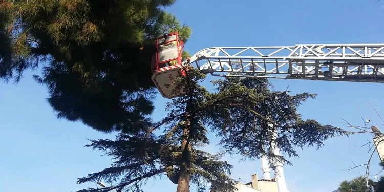Bursa’da itfaiye kaçan muhabbet kuşu için seferber oldu