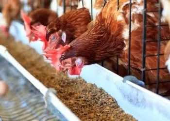 Yumurta üreticileri kafes sistemine yönelmeye başladı