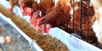 Yumurta üreticileri kafes sistemine yönelmeye başladı