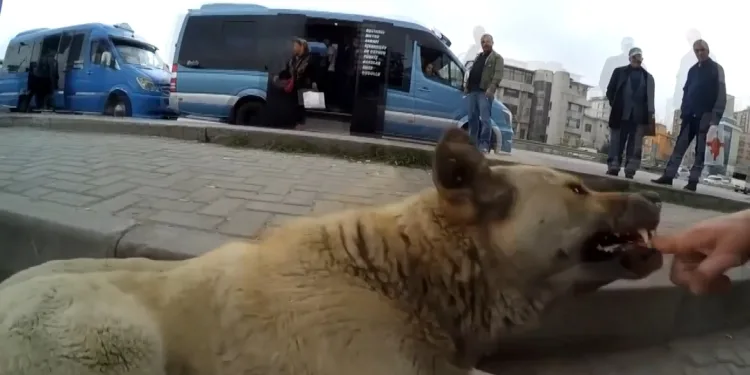 Sokak köpeklerine kendini ısırttırıyor