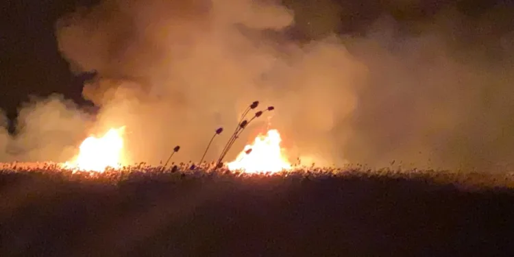İznik’te sazlıklarda ikinci yangın