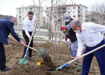 Naim Süleymanoğlu Parkı’nın ilk meyve ağaçları Başkan Tanır’dan