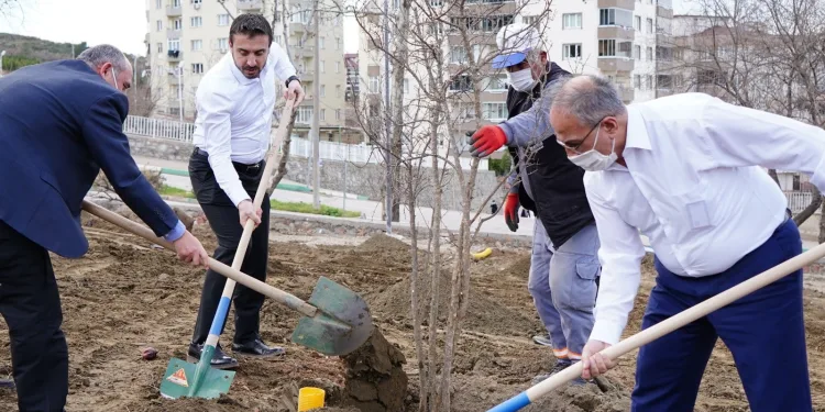 Naim Süleymanoğlu Parkı’nın ilk meyve ağaçları Başkan Tanır’dan