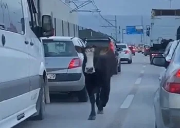 Bursa’da kesimhaneye giden dana kamyonetten atladı