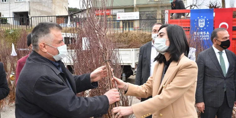 69 çiftçiye 10 bin badem fidanı dağıtıldı