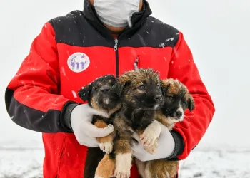 11 yavru köpek donmaktan son anda kurtarıldı